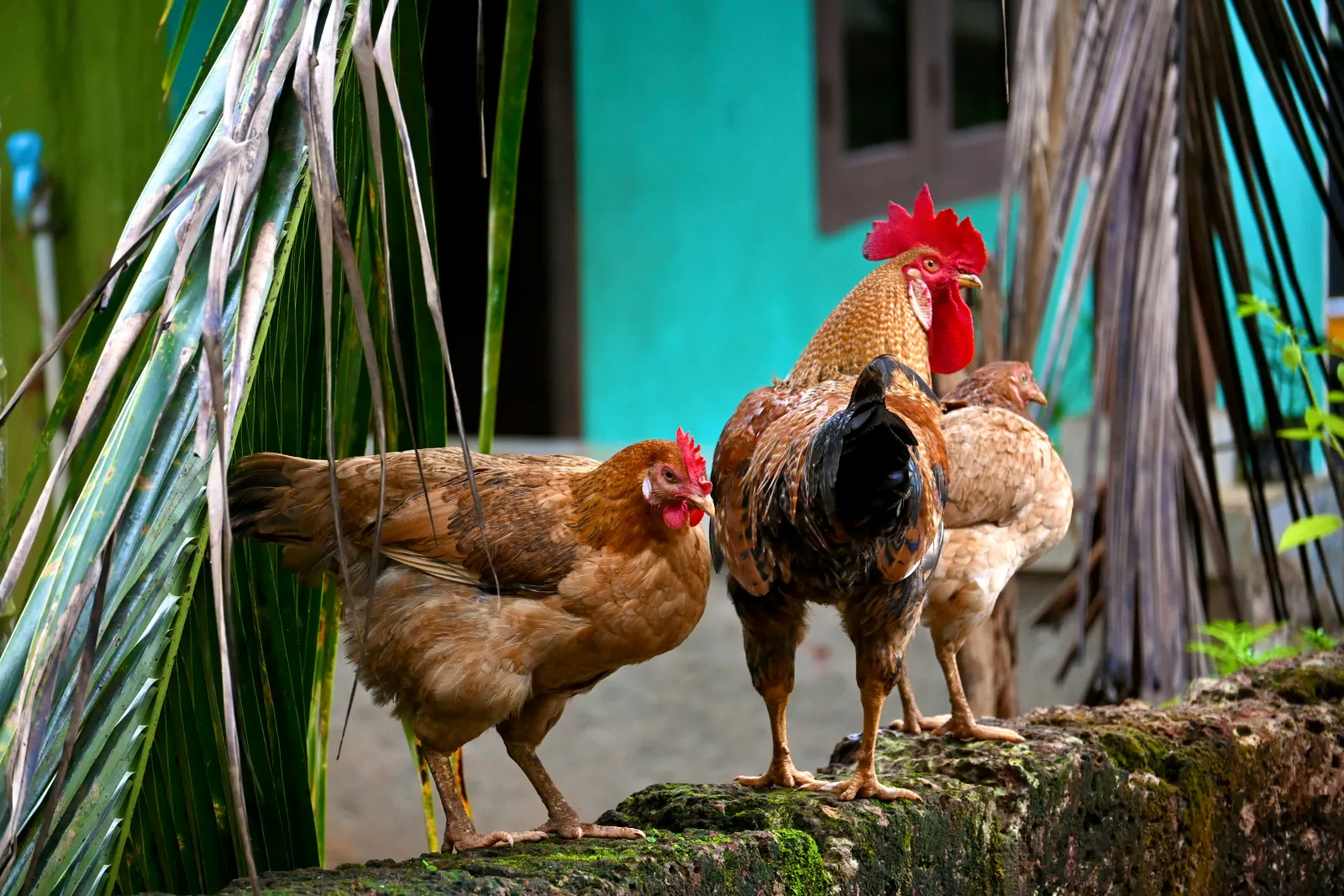 Volailles de qualité