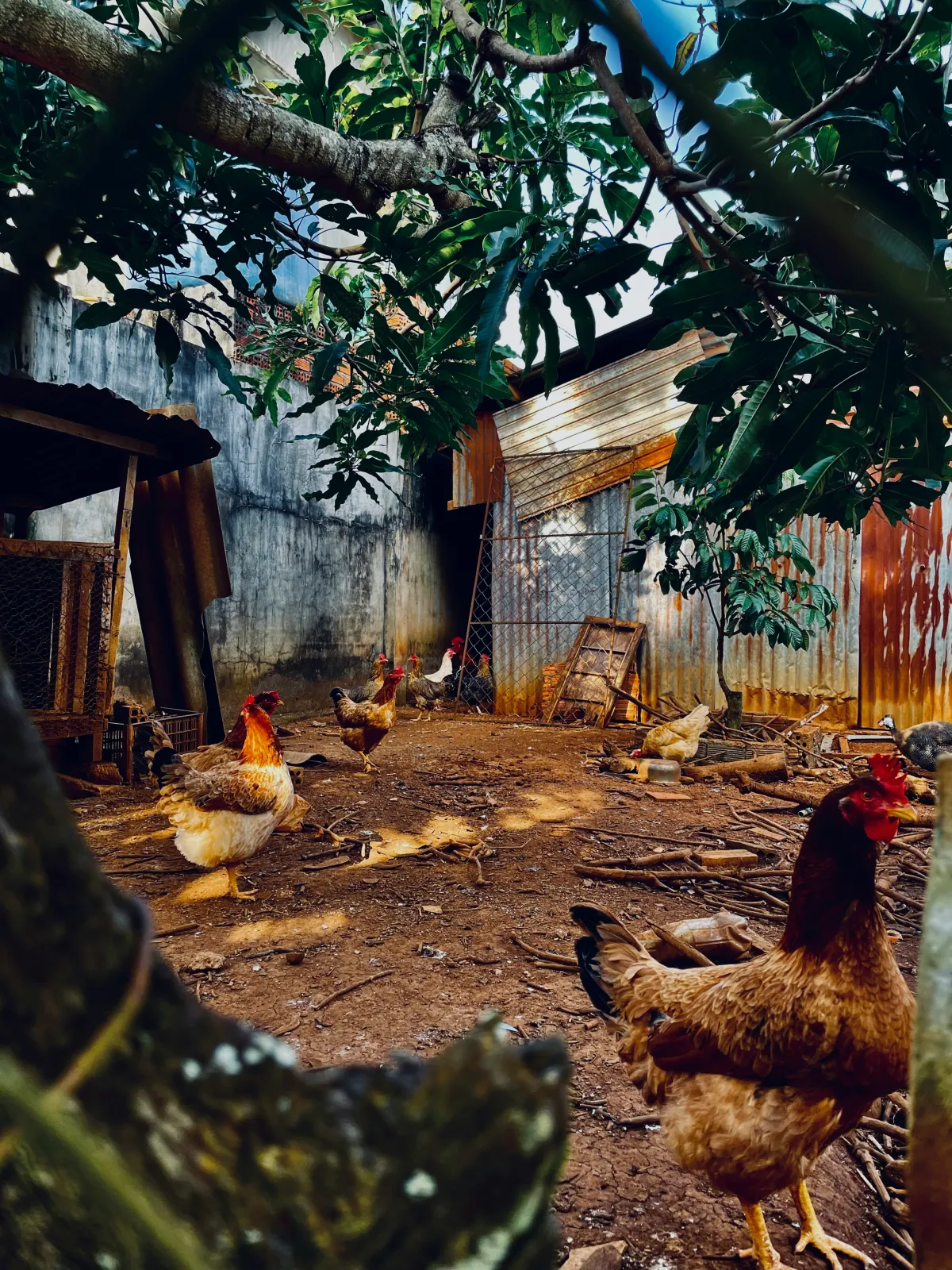 Élevage de qualité